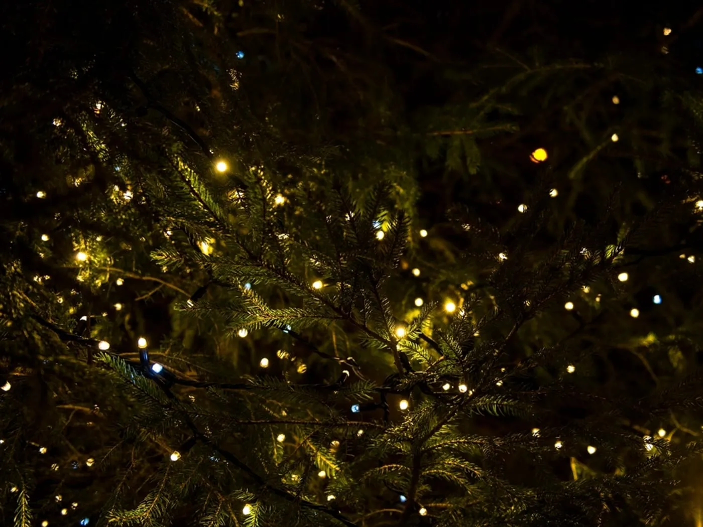 Icicle Lights, 360 LED